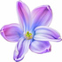 Blue hyacinth